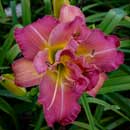Double Pink Swan Daylily